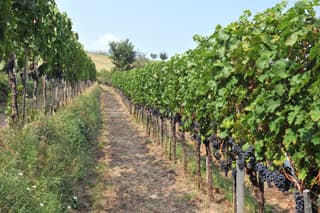 Danas je sveti Trifun, slava vinogradara