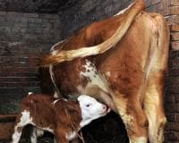 Kanjiža raspisala Javni poziv za  dodelu  podsticaja za poljoprivredu i ruralni razvoj