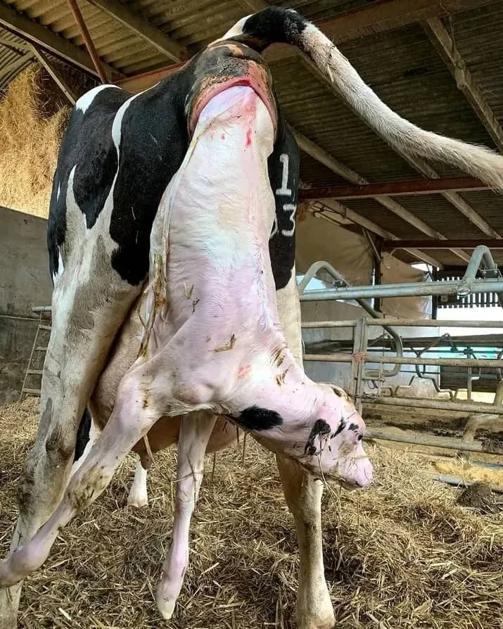 Pet zdravih teladi iz jednog teljenja