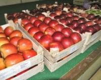 Poziv domaćim kompanijama za učešće na sajmu Fruit Attraction u Madridu