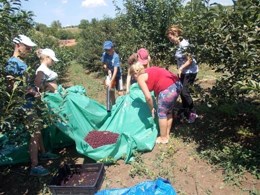 S radom počeo Centar za razvoj inovativnih proizvoda od oblačinske višnje