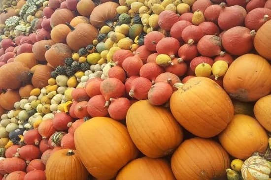 Najteža bundeva na 37. Danima ludaje preko 700 kilograma