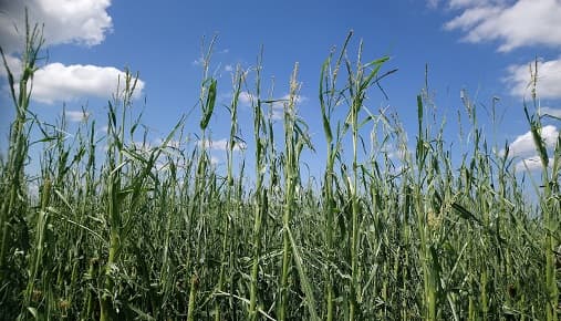 Još uvek možete prijaviti štetu od nevremena na teritoriji opštine Bačka Palanka