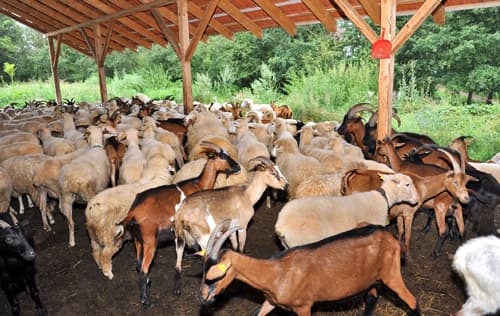 Uvoz koza i ovaca iz Albanije