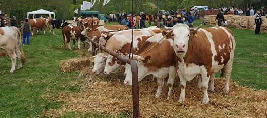 Republička direkcija objavila Odluku u vezi naturalne razmene merkantilnog kukuruza za junad