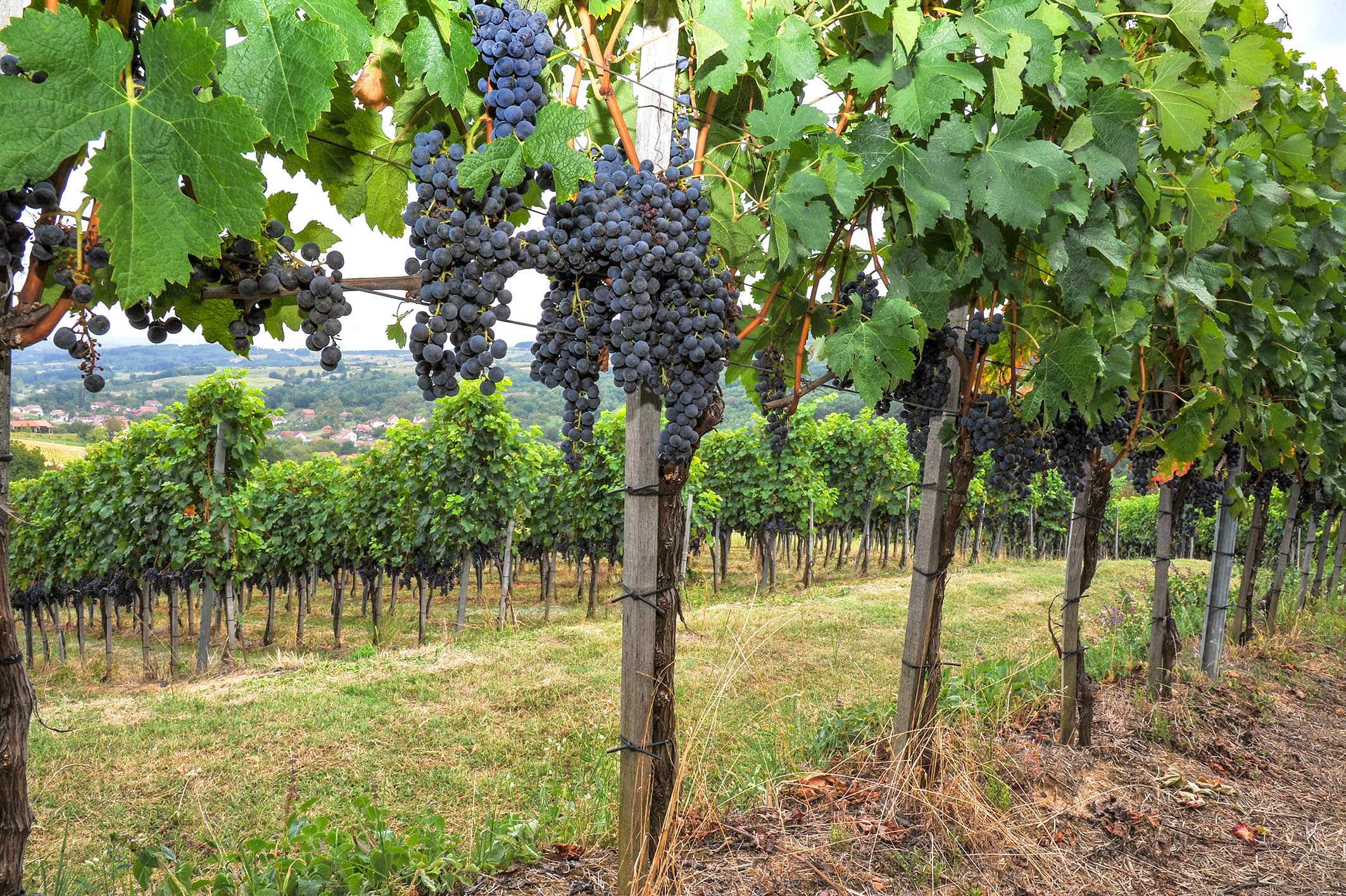 ULAGANJA U VINOGRADARSTVO I VINARSTVO SE ISPLATE