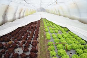 Plastenici za ekonomsko osnaživanje izbeglih i prognanih
