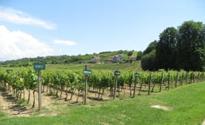 Vinski turizam veliki potencijal Aleksandrovca
