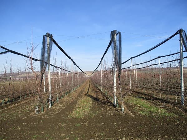 Sufinansiranje investicija u voćnjacima, vinogradima i hmeljarnicima
