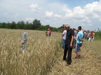 Prinos pšenice u Šumadiji manji za 20 odsto