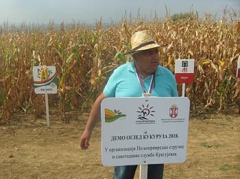 Dani kukuruza u Šumadiji - berba počinje ove nedelje