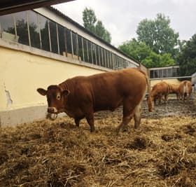 Stočari nezadovoljni tempom razmene kukuruza za junad