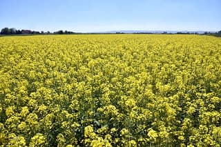 Cena soje na istorijskom maksimumu - 85,50 din/kg, potpisan ugovor za terminsku prodaju uljane repice