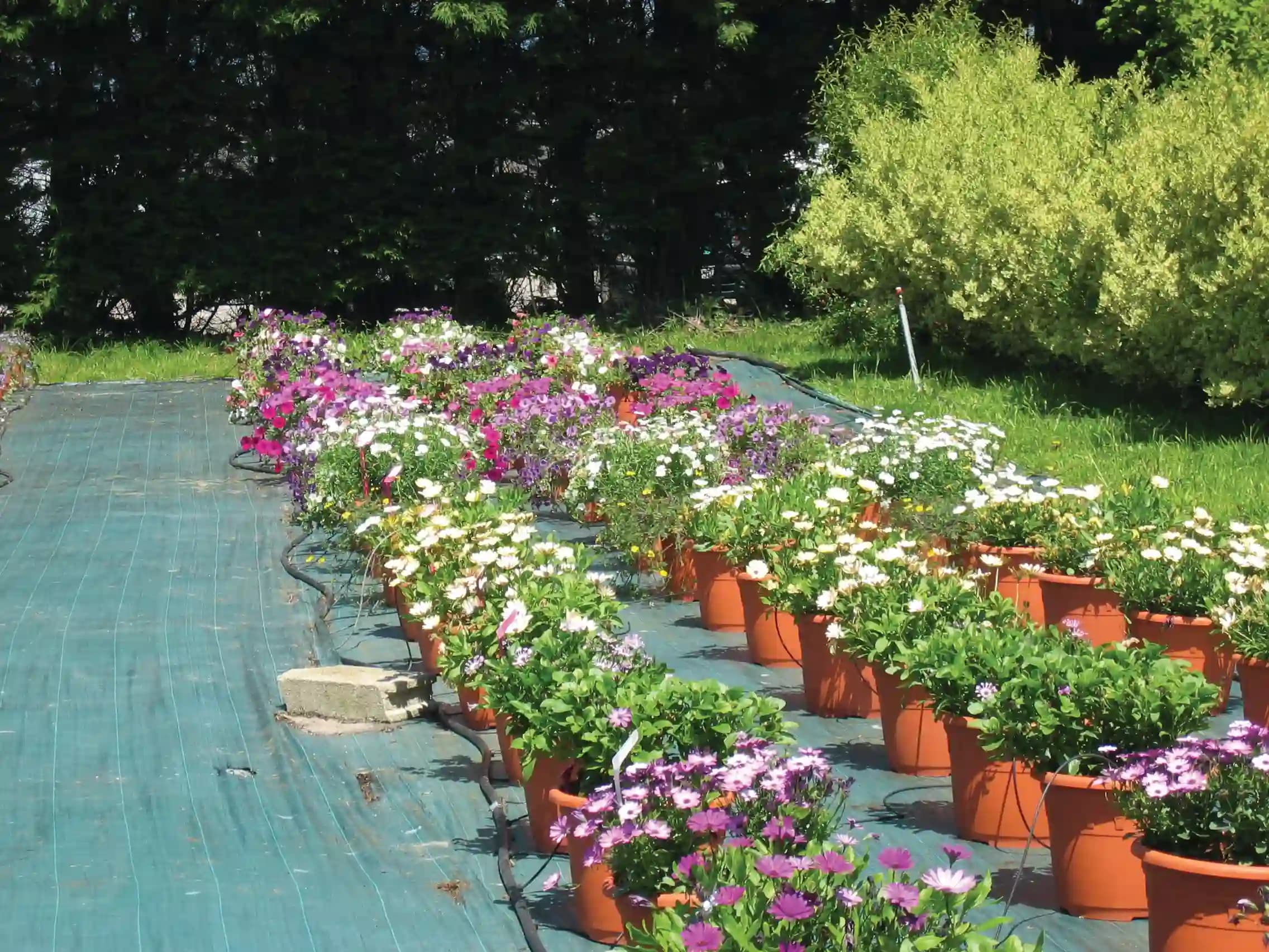 Inovativni pristup smanjuje upotrebu pesticida u hortikulturi