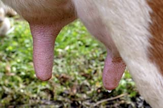 Novac za uvođenje EU standarda u objekte za proizvodnju i preradu mleka