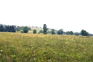 Kosidba na Rajcu od 13. do 15. jula