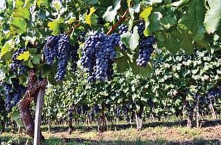 Neophodno i dalje subvencionisati razvoj vinogradarstva