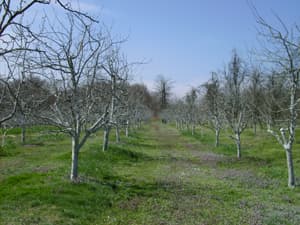 Inovacije u voćarstvu