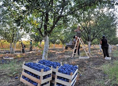 Međunarodni sajam šljiva, voćnih rakija i meda u Ugljeviku zakazan za 21. avgust
