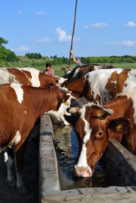 Krave teško podnose vrućinu