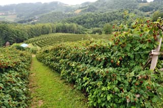 Malinari u pregovorima sa  hladnjačarima podigli cenu crvenog  zlata