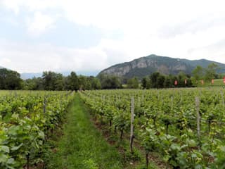 Vojvođanskim voćarima i vinogradarima 80 miliona dinara za zaštitu od vremenskih nepogoda