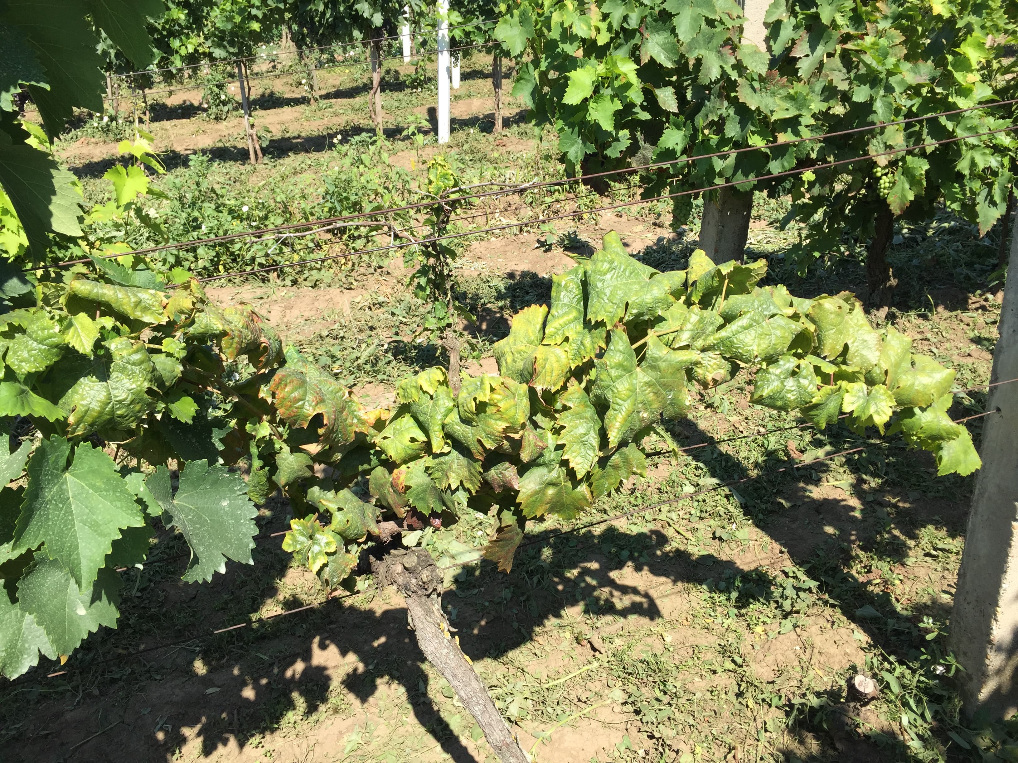NAUČNICI NA PUTU DA ELIMINIŠU FILOKSERU U VINOGRADIMA