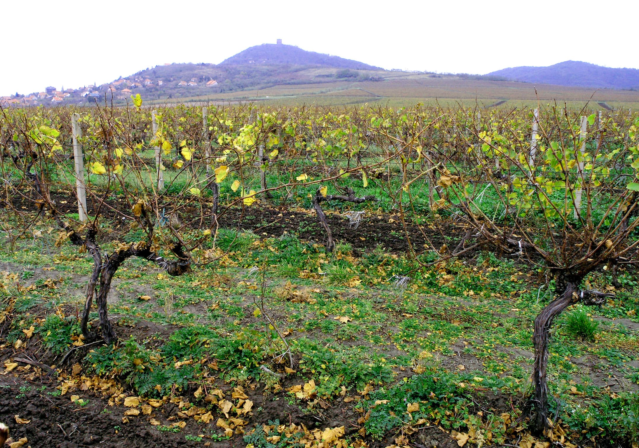Održan naučno struč skup o inovacijama u vinogradarstvu