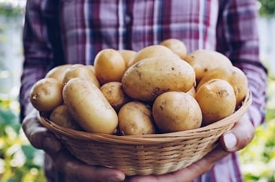 Zbog čega je krompir za godinu dana poskupeo 152,6 odsto?