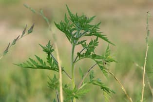 Ambrozija preti zdravlju