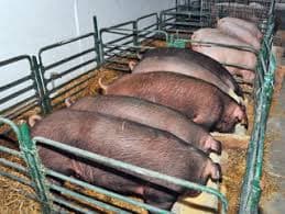 Ponovo otvorena farma tovljenika u Ilincima