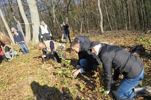 Na Fruškoj gori zasađeno 13.000 stabala hrasta