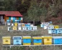 Opština Ivanjica raspisala konkurse za nabavku ovaca, mašinice za šišanje ovaca i opremu za pčelarstvo 2019