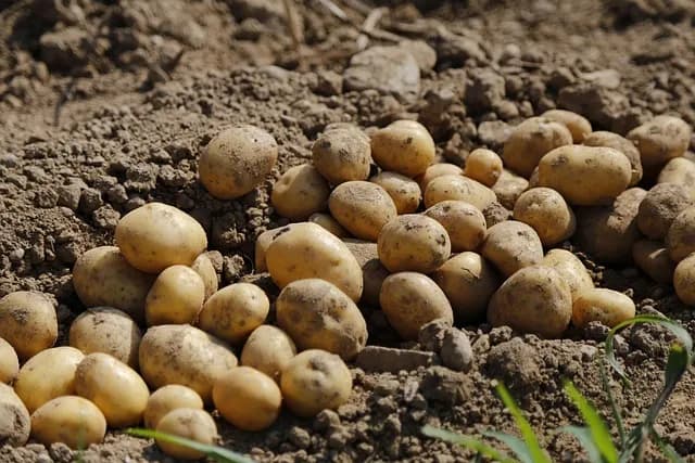 Krompir između klimatskih promena i zahteva tržišta