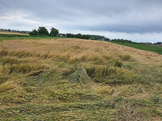 Pad cene pšenice pred žetvu