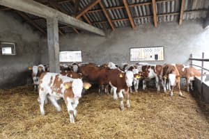 Objavljen javni poziv za podsticaje za pripremu lokalne strategije ruralnog razvoja