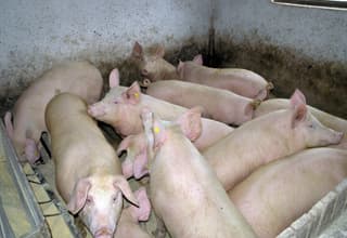 Srbija prijavila sumnju na afričku kugu svinja