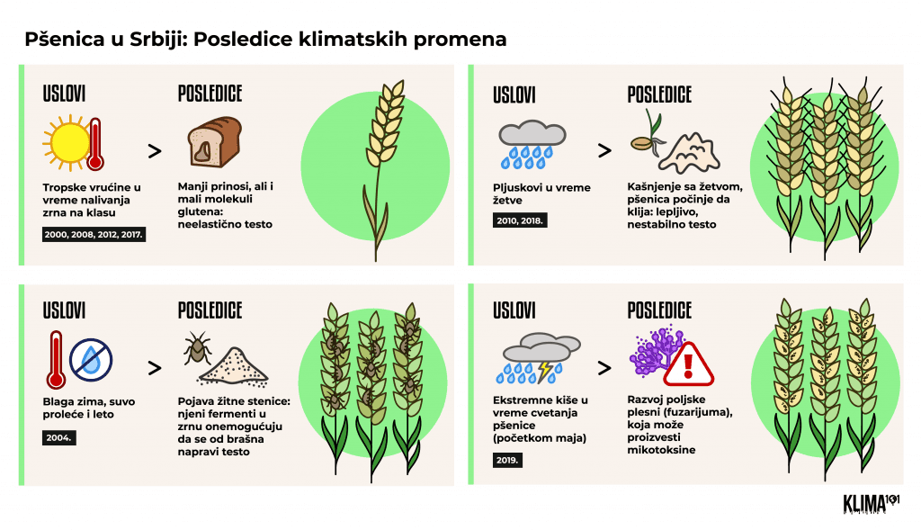 O pšenici, gnjecavom testu i klimatskim promenama