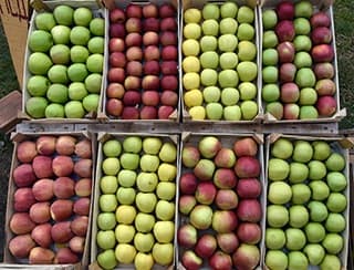 Gruža agrar organizuje tradicionalno savetovanje voćara 4. februara
