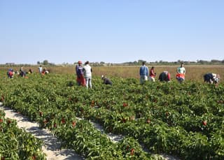 Agro Info Karavan obilazi Srbiju i pojašnjava proceduru angažovanja sezonskih radnika