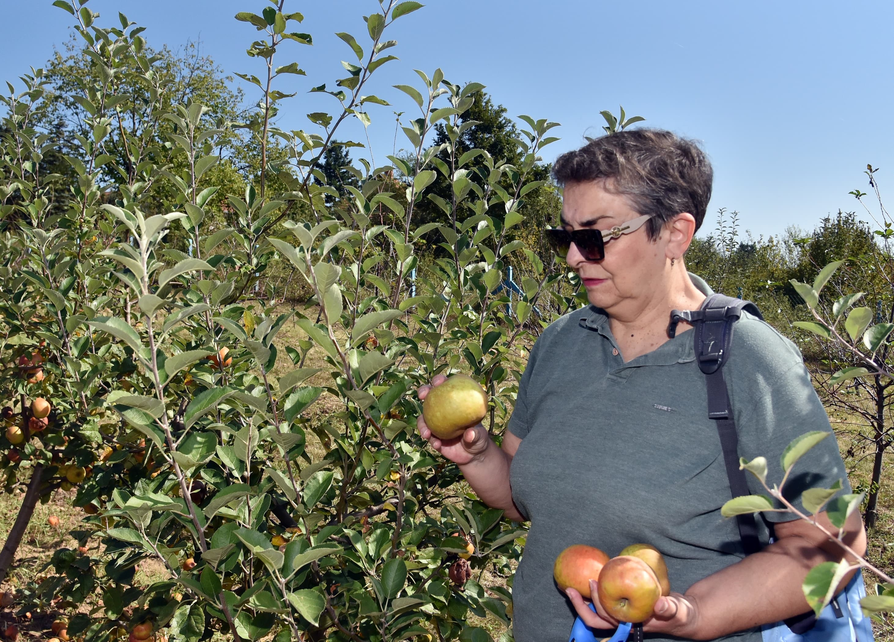 Prof. Snežana Oljača: Organska poljoprivreda traži znanje, sigurnost i udruživanje