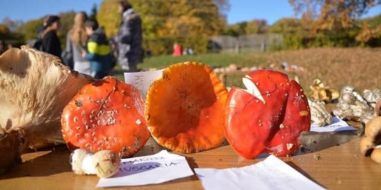Gljivarski susreti na Stražilovu zakazani za 23. oktobar
