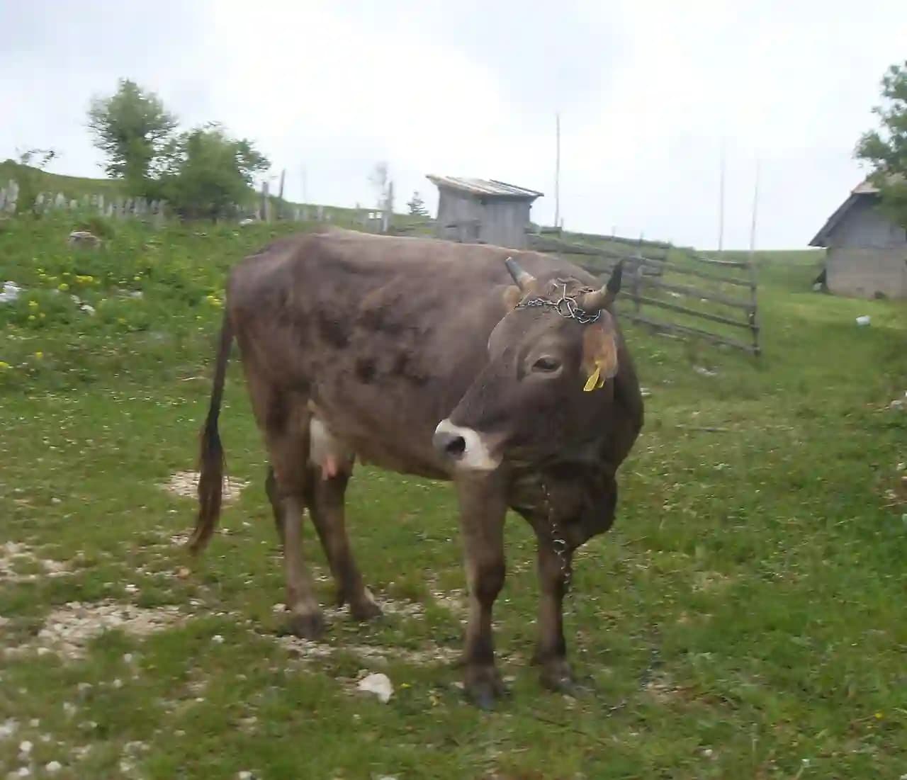 Domaće govedo čije je mleko zdravstvena premija