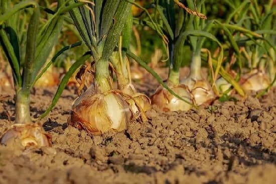 Kako sprečiti trulež glavice crnog luka