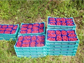 NEMA MONOPOLA HLADNJAČARA, A PROIZVOĐAČIMA MALINE SE PREPORUČUJE DA FORMIRAJU JEDNO KROVNO UDRUŽENJE KOJE ĆE ZASTUPATI NJIHOVE INTERESE