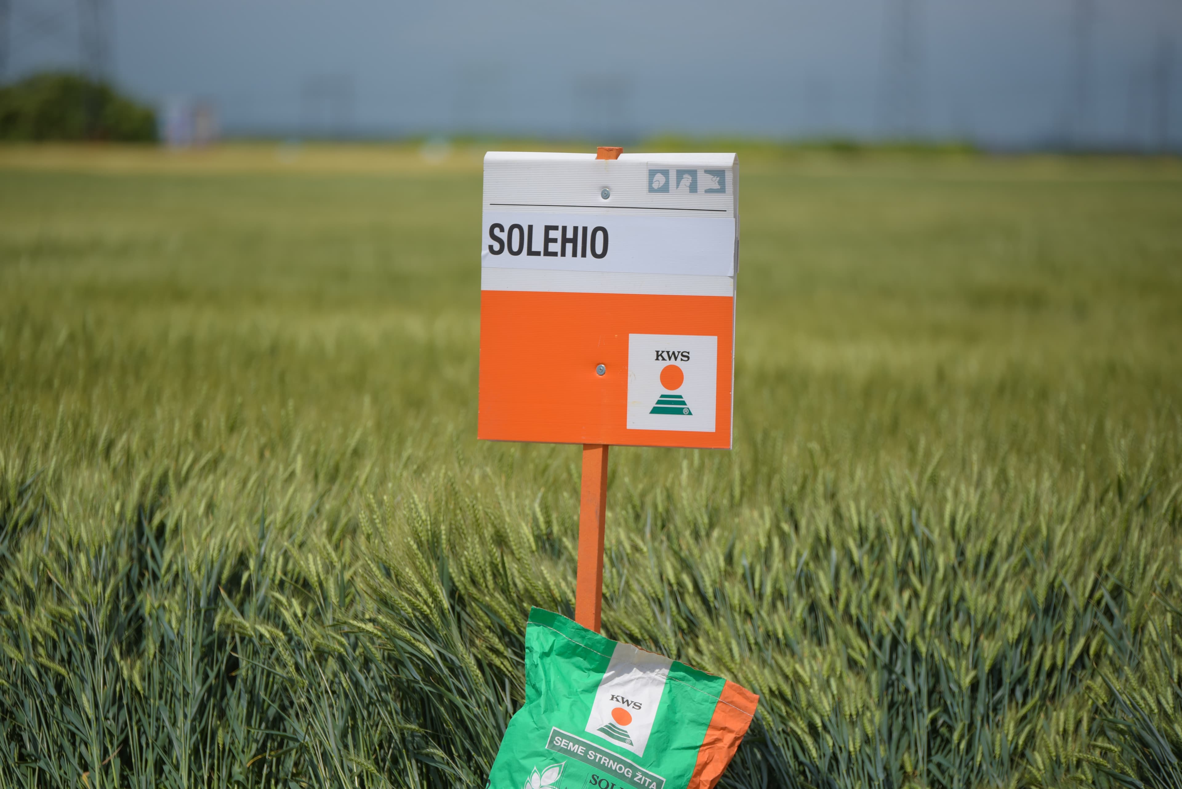 Rekordni prinosi pšenice na imanju Delta Agrara uprkos suši