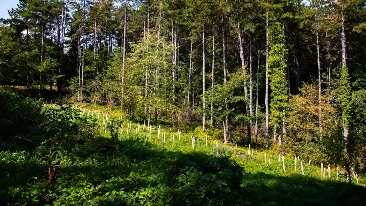 Klimatske promene u srcu Vojvodine: Šta se dešava sa Fruškom gorom?
