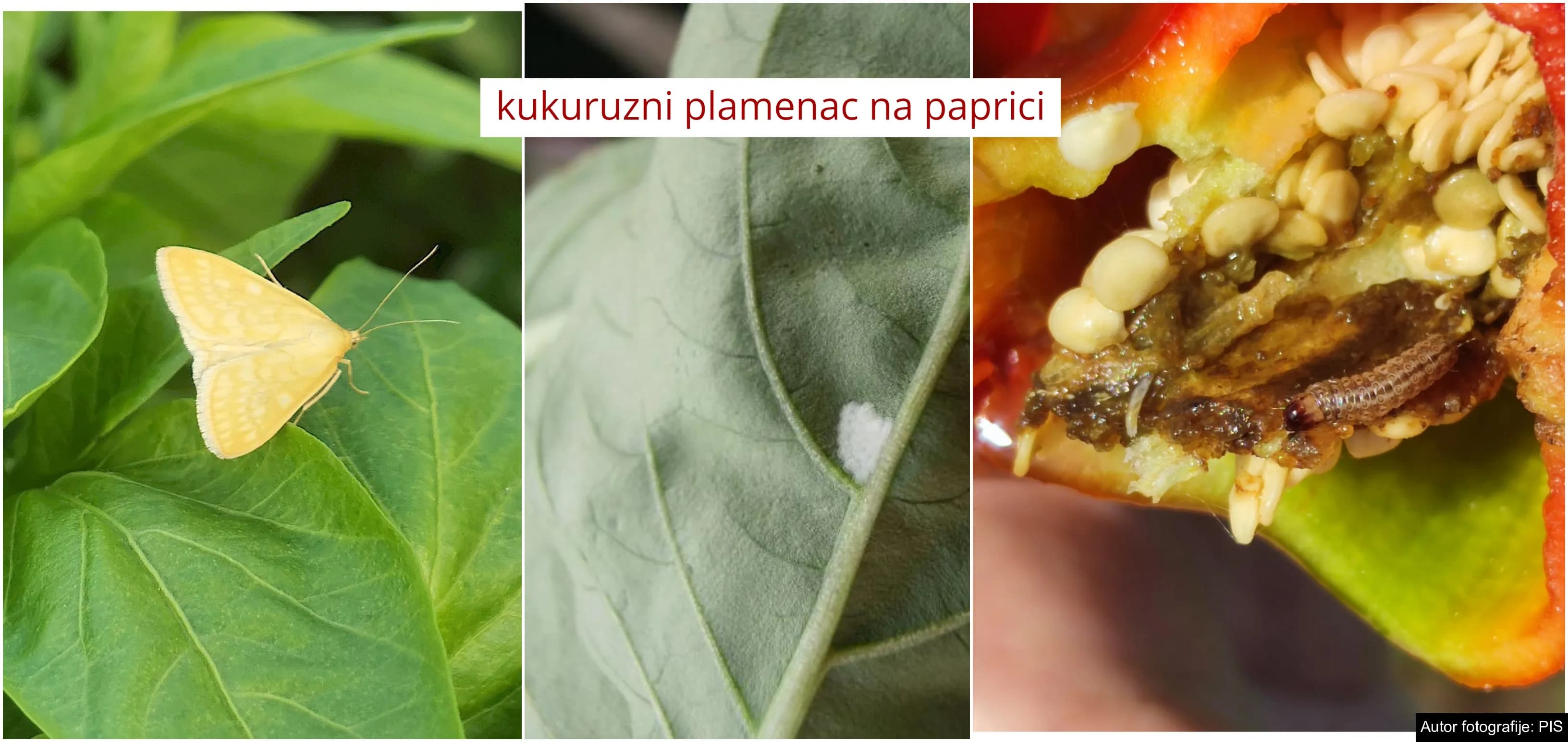 Kukuruzni plamenac preti i paprici