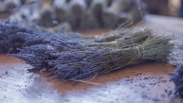 Lavanda u Deliblatu doživljaj za turiste, a korisna za proizvođače