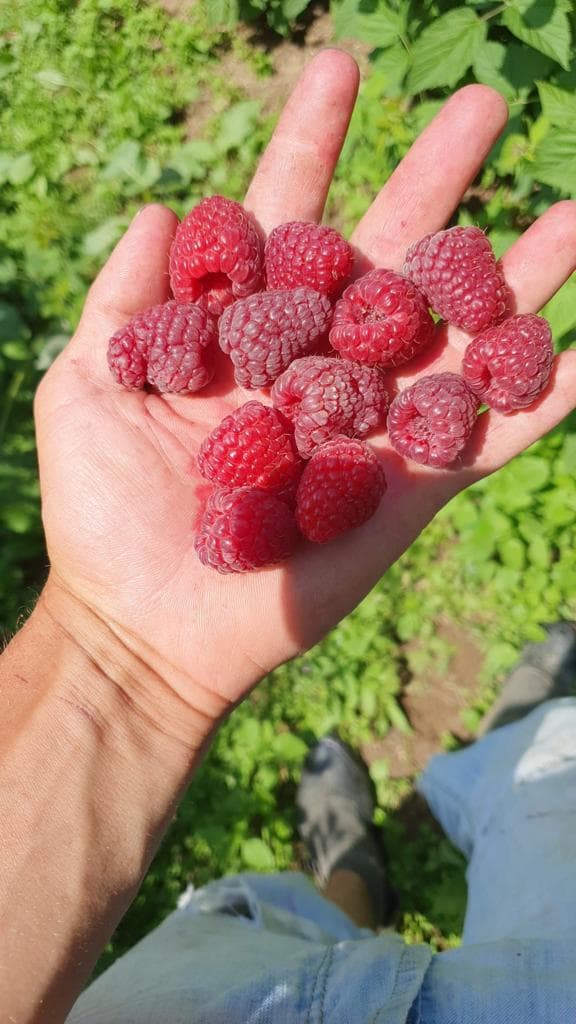 Prva takmičarska izložba proizvoda od maline u Vrnjačkoj Banji